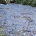 Nastradala rođena braća u reci Tari Novi detalji nezapamćene tragedije kod Mojkovca: Pretpostavlja se da je jedan doživeo…