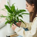 Prelepi spatifilum teško podnosi grejnu sezonu: Sačuvaćete mu svežinu i zdrav izgled samo na jedan način