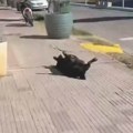 Ugledao psa dok nepomično leži na ulici, odmah prišao da mu pomogne: Mislio da je povređen, a usledio hit prizor