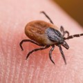 Krpelji sve veći problem u dvorištima: Stručnjaci otkrivaju prirodan način koji može da pomogne u zaštiti okućnice