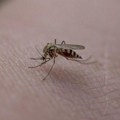 Hrvatska pod najezdom komaraca: U Vukovaru traže proglašenje elementarne nepogode