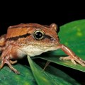 Naučnici pronašli žabu koja izgleda kao da je iz horor filma! Ovako nešto nije viđeno do sada: "Zapanjeni smo" (foto)