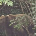 Medved usmrtio ženu Sama otišla na pecanje u blizini reke Duškačanke, a onda je usledio užas