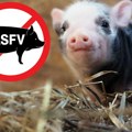 СТРАВИЧНО! У Богатићу еутаназирана 41 свиња због афричке куге