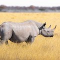 Radioaktivni rogovi nosoroga u Južnoj Africi – vreme je za borbu krivolova