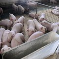 Свињарство као најслабија карика упркос повећању сточног фонда: Гламочић најавио нове законске мере