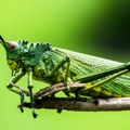 Insekti su osetljiviji nego što mislimo: Cvrčci mogu da osete bol