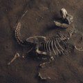 Misterije koje okružuju masovno izumiranje: Šta je dovelo do nestanka dinosaurusa i 75 odsto vrsta na Zemlji?