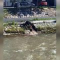 Novi detalji, krvava reka tekla u Novom Pazaru: Jezivi prizori sa Raške, na lice mesta odmah stigla policija i veterinarska…