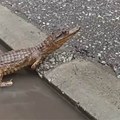 Nije smela da priđe, mislila da vreba mačke: Evo kako je "uhvaćen" krokodil u Nišu i gde se nalazi sada