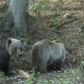 Šumski gorostas težak 162 kilograma uočen na Durmitoru: Preko noći prepešači desetine kilometara FOTO