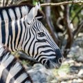 Zebra povredila dete i muškarca u zoološkom vrtu