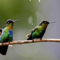 Predlog budžeta EU bez posebnog fonda za biodiverzitet izazvao kritike javnosti