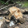 Tragedija na Jadovniku: Drvo usmrtilo radnika (41) tokom seče u šumi