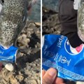 Panika na grčkim plažama, svi su u strahu: Grci postavljaju zamke za ribu od koje se umire u najgorim mukama