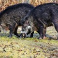 Lov na divlje svinje u Požegi počinje ranije kako bi se sprečilo uništavanje poljoprivrednih zasada