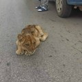 Oglasio se Zoo vrt na Paliću o mladunčetu lava koje je pronađeno kod Subotice