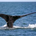 Nezapamćeno: Veoma čudan incident kod obale Australije, kit prevrnuo čamac, ribolovac preminuo