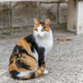 Svetski putnik: Mačka Galena greškom ušla u kutiju za cipele pa proputovala čitavu državu: Evo gde je nađena nakon više…