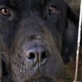 NIN ISTRAŽUJE Jezivo mučenje pasa o trošku građana: Stop zlostavljanju životinja, tužilaštvo mora da reaguje (5)