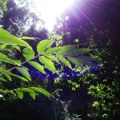 Sunce nemilosrdno, a kiše ni na vidiku Toplotni talas ne popušta