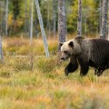 Medved raskopavao grobove u crnogorskom selu Meštani uznemireni: "Odgrnuo je kompletnu zemlju sa jednog, a onda ga je nešto…