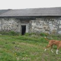 Kuća koja ćuti: Porodični dom Milovana Đilasa zarastao u korov, korišćen i kao štala