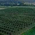 Održiva proizvodnja lešnika: Regenerativna poljoprivreda sve prisutnija i u Srbiji