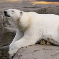 Kažnjen sa 4.500 evra zato što je sirenom probudio usnulog polarnog medveda