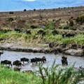 Safari bez gužve - najbolji način da se vidi velika migracija Afrike