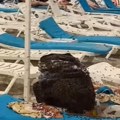 Ana ponela ručak na plažu pa otišla da se okupa: Kada se vratila zatekla je prizor iz horora (video)