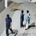 Razjareni lav preskočio zid i napao majku s dvoje dece: Zastrašujuća scena u prometnoj ulici