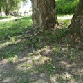 Нисмо против уређења обале, већ против уништавања: Мештани из Малог Зворника питају зашто се секу стабла на Дрини без…
