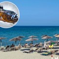 Dete iz Srbije nagazilo na otrovno stvorenje iz grčkih plićaka: Majka pre incidenta uradila ovo i spasila sina