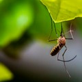 "Gradska čistoća" nastavlja prskanje komaraca u priobalnom i šumskom području