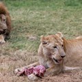 Vodič za turiste u Keniji: Pre lavova, somalskih terorista i turističkih agenata – prvo nahranite policiju