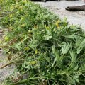 Čačanin držao "plantažu" kanabisa: Policija u okolini Lučana pronašla zasad sa 57 stabljika