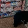 Nesvakidašnji kupac Medved ušao u prodavnicu, a ono što je uzeo da jede zaprepastilo je ljude na internetu! Kako mu je to…
