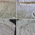 Otkriven morski crv star 425 miliona godina