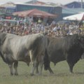 Bik ga proboo rogovima! Nezapamćen incident na Bikijadi u Radošiću!