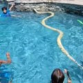 Piton upao u bazen u kome su se deca kupala Ljudi ostali zaleđeni u mestu (video)