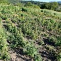 Bogat ulov vranjske policije Zasadio plantažu, koju je čuvao sa lovačkom puškom