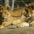 Uzbuljiv dan za buduće “kraljeve džungle”: Lavići prvi put istražili spoljni svet (video)