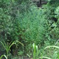 Пала двојица дилера. Заплењено готово три килограма марихуане