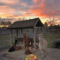 ZOO vrt u Vrnjačkoj Banji sve popularniji (VIDEO)