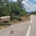 Vozač se zakucao u kravu kod Cetinja! Teška saobraćajka, životinja uginula, a evo u kakvom je stanju čovek