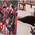 (Uznemirujuć snimak) razjarena grdosija ubila nesrećnu ženu! Ogromni crni bik zario rogove, nemilosrdno je ubadao pred…