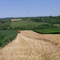 "Više ni ne kukamo": Pšenica lošeg kvaliteta, poljoprivrednici nezadovoljni cenom, ali tržište će biti dobro snabdeveno