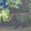 Medved povređen na magistrali kod Nikšića: Prolaznici ostali šokirani prizorom, niko nije smeo da mu priđe i pomogne