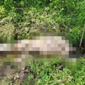 Krvavi pir u ivanjičkom selu Čečine: Medved upao u štalu i Draganu zaklao tri ovce, meštani godinama u strahu